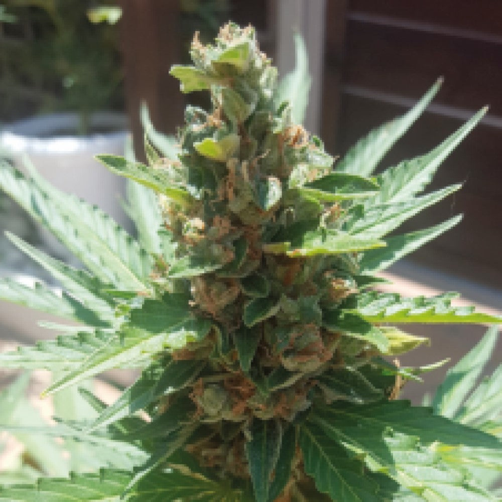 Critical Caramel Auto GRANELSEEDS