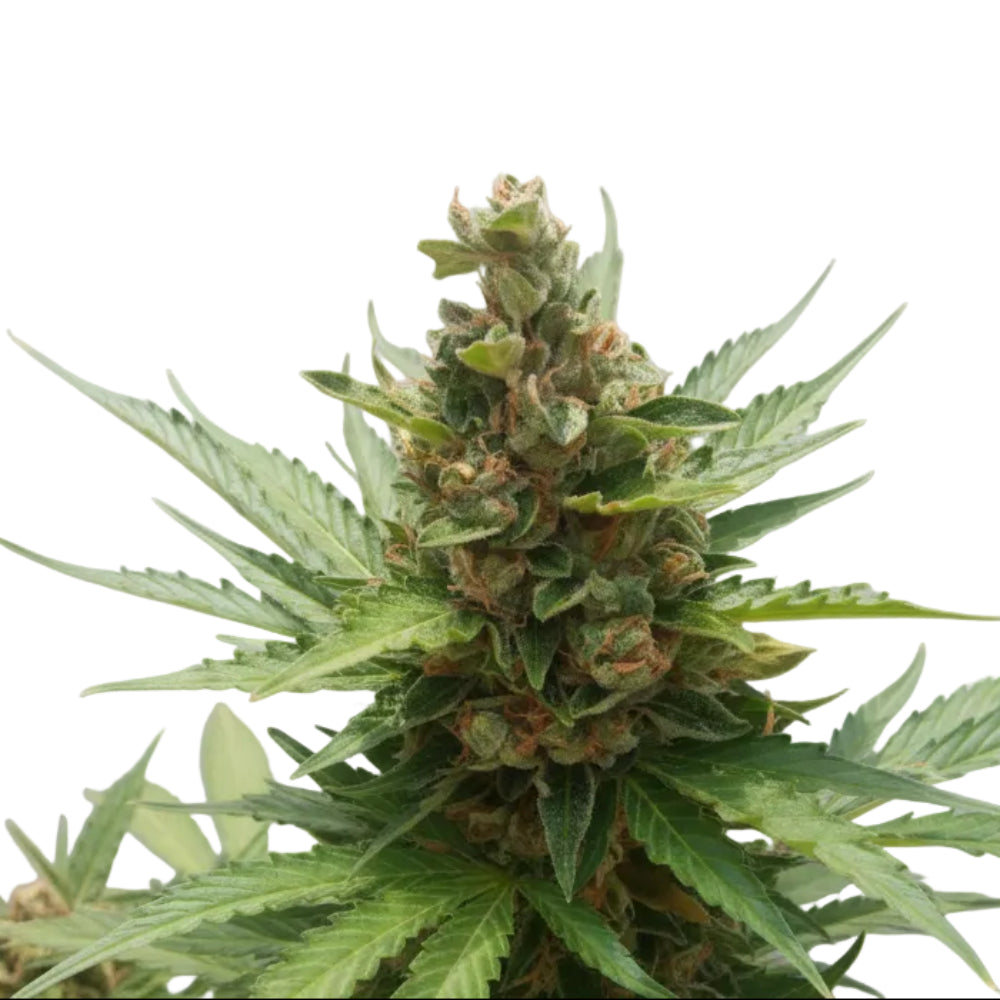 Critical Caramel Auto GRANELSEEDS