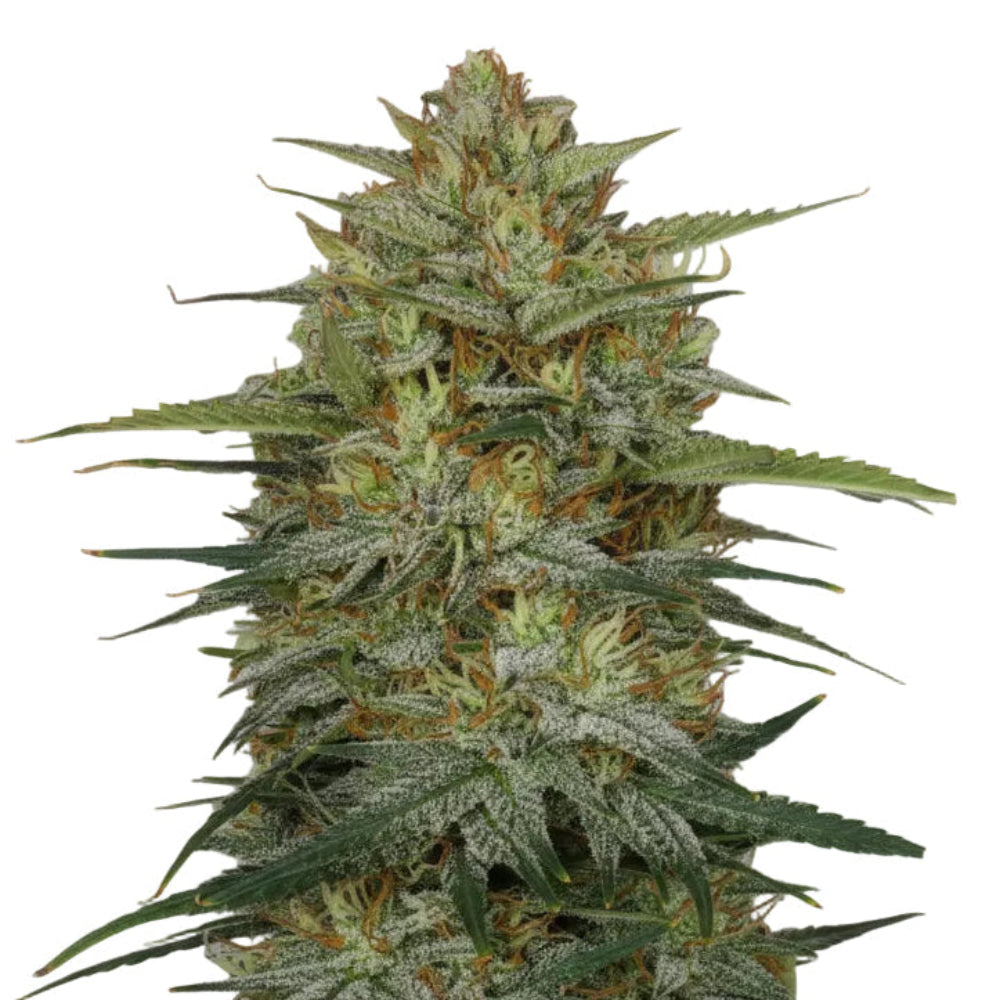 Colombian Gold Fast GRANELSEEDS