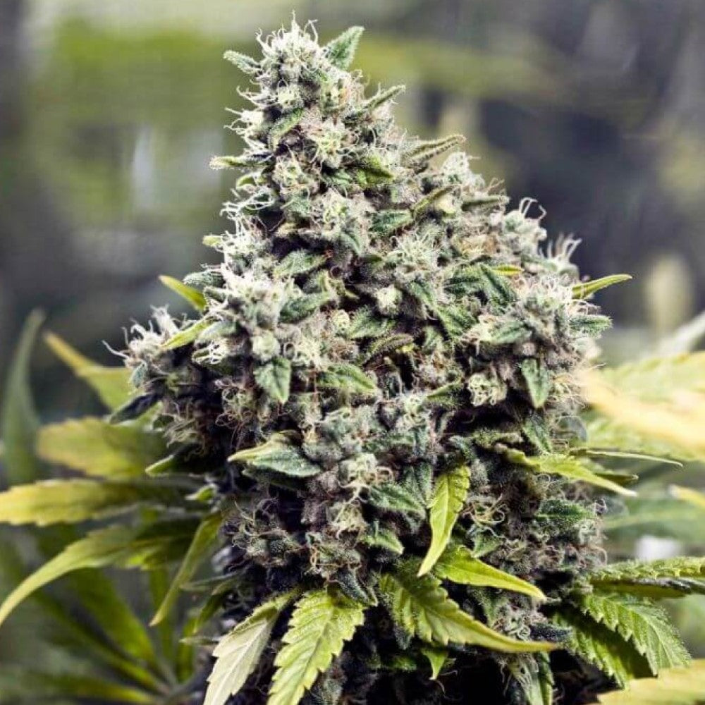 Og Kush Fast GRANELSEEDS