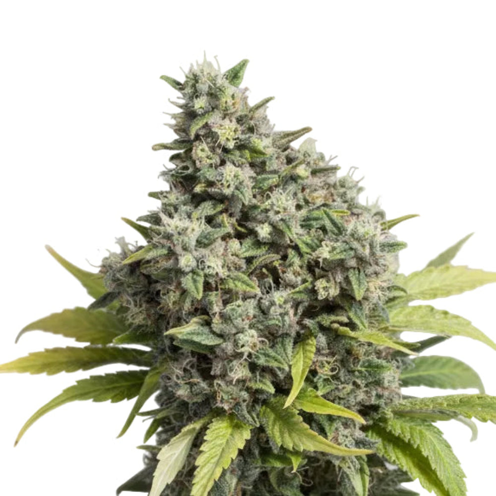 OG KUSH FAST - GRANELSEEDS