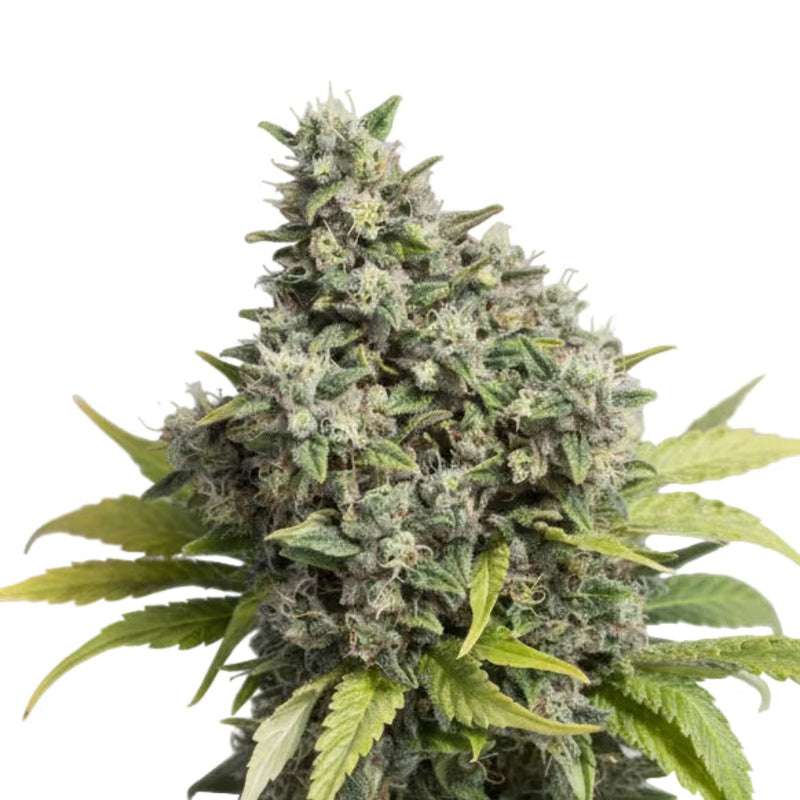 Og Kush Fast GRANELSEEDS-2