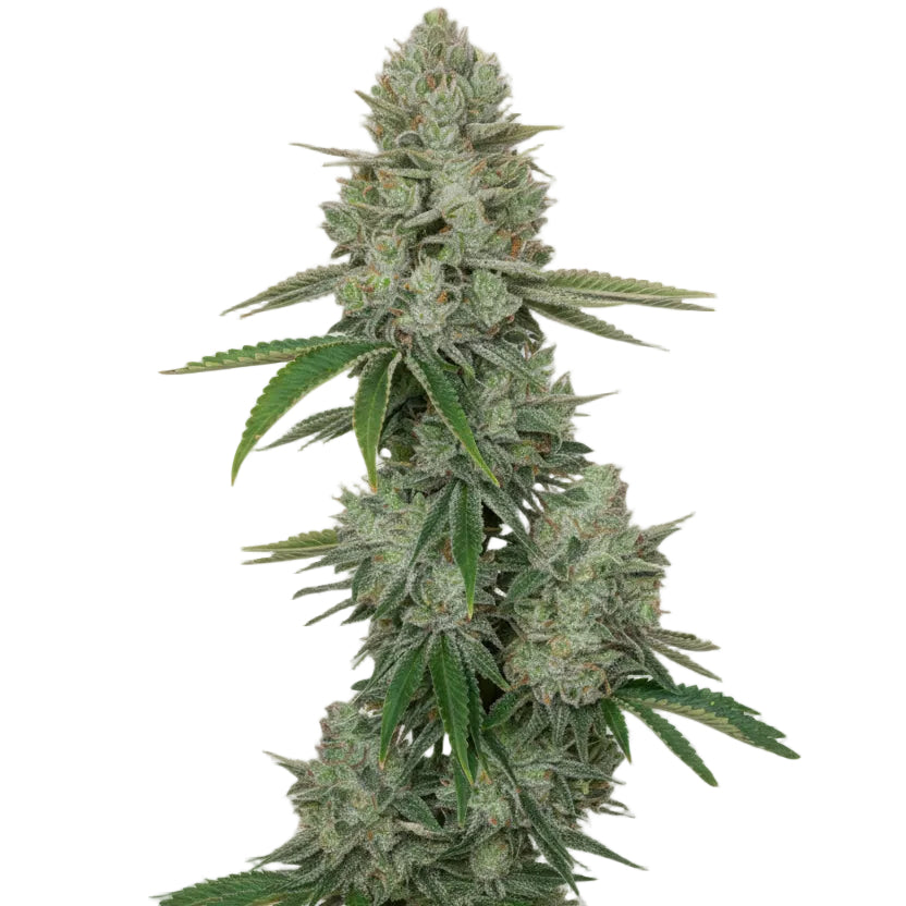 Blackgrape Fruit Fast GRANELSEEDS