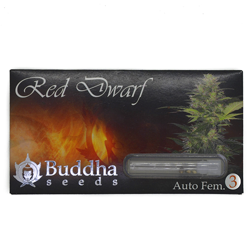 RED DWARF X3 AUTO BUDDHA SEEDS