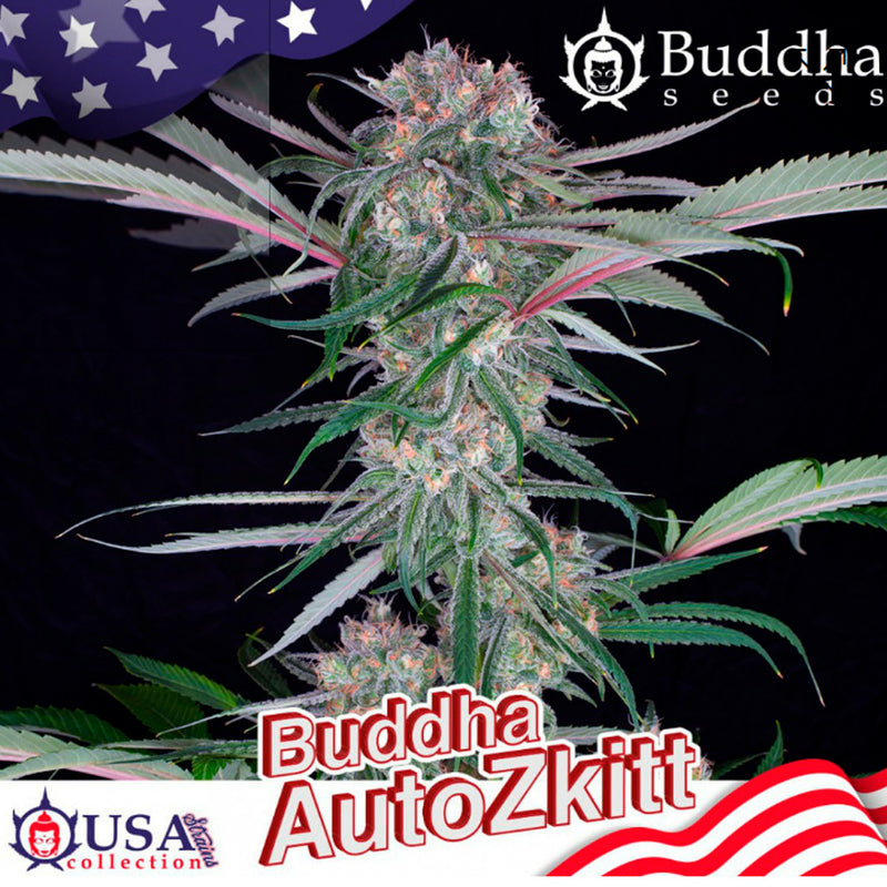 ZKITT AUTO X3 BUDDHA SEEDS-2