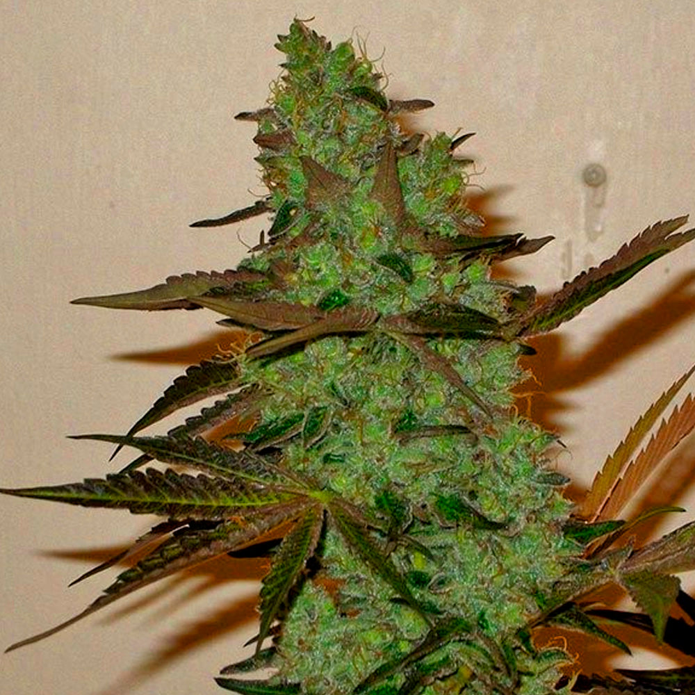 GIRL SCOUT HAZE COOKIES FAST