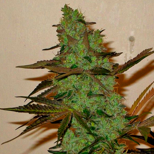 GIRL SCOUT HAZE COOKIES FAST