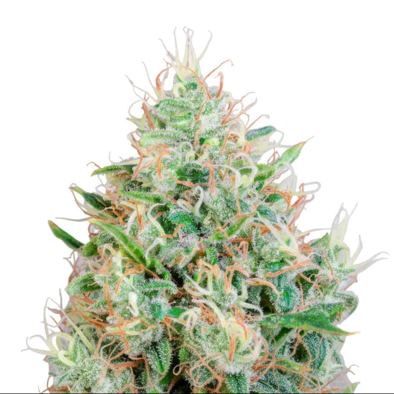 GREEN POISON-2