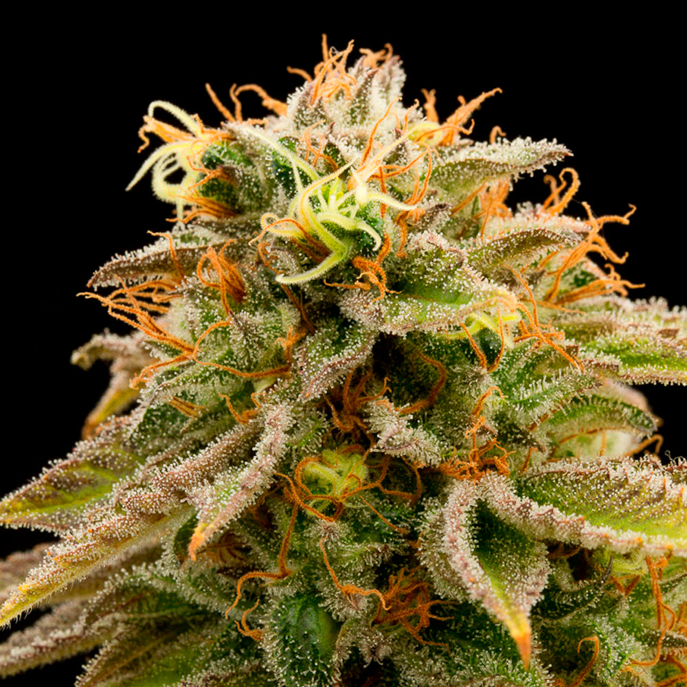 LEMON X VISCOSITY AUTO