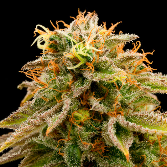 LEMON X VISCOSITY AUTO