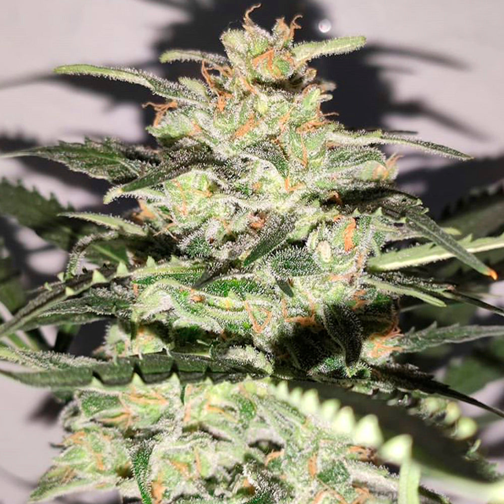 MANDARINE X PANDA AUTO