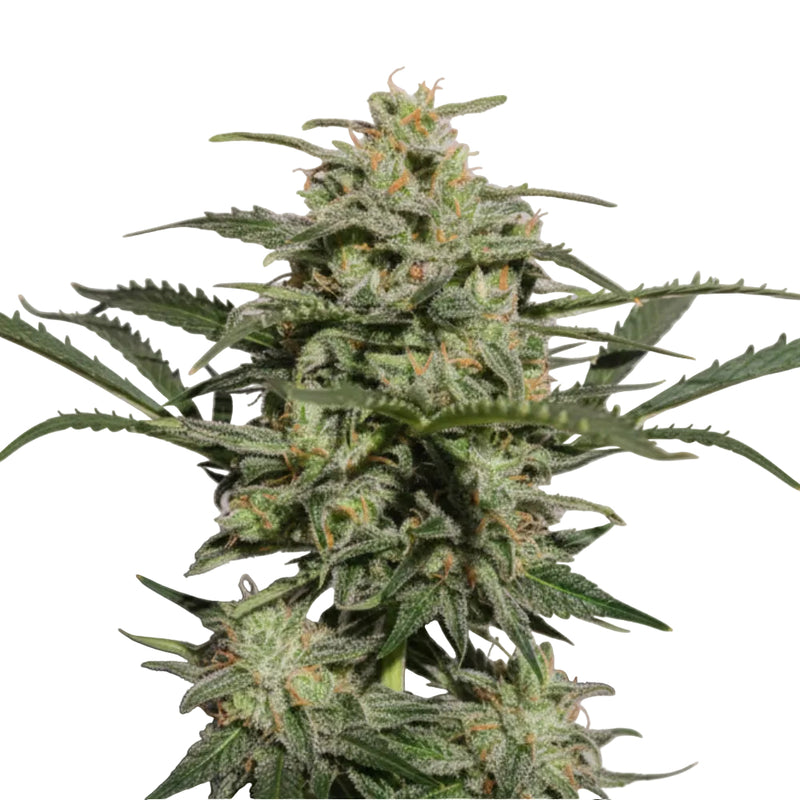 MANDARINE X PANDA AUTO-2