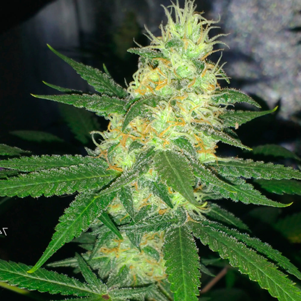 SUGAR BLACK ROSE FAST