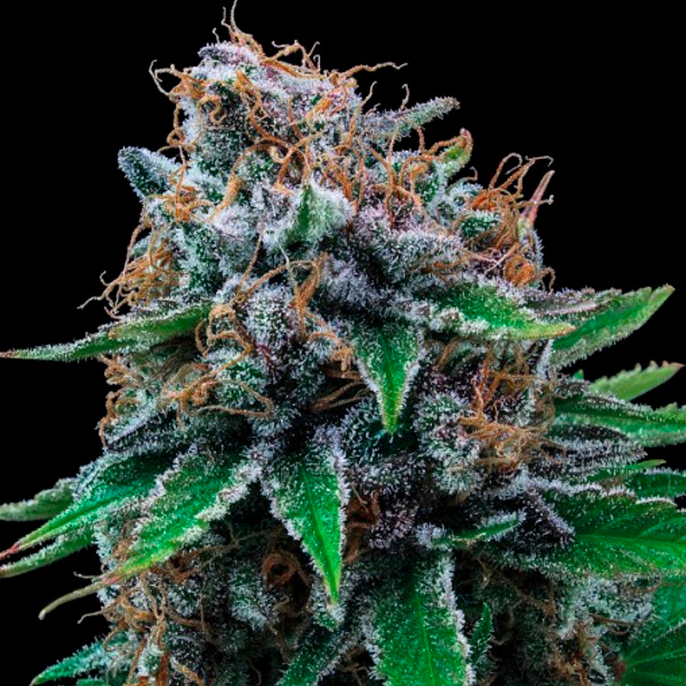 TUTTI DISFRUTTI AUTO