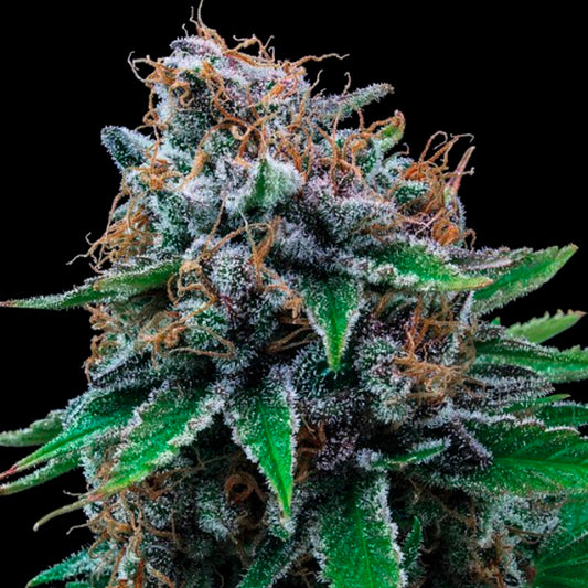 TUTTI DISFRUTTI AUTO