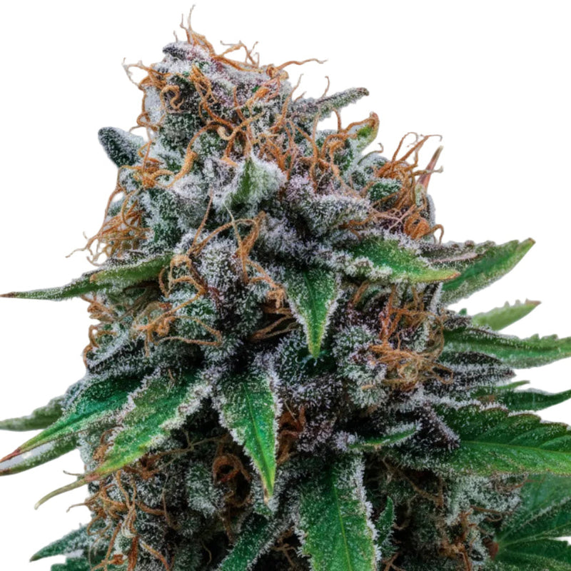 TUTTI DISFRUTTI AUTO-2