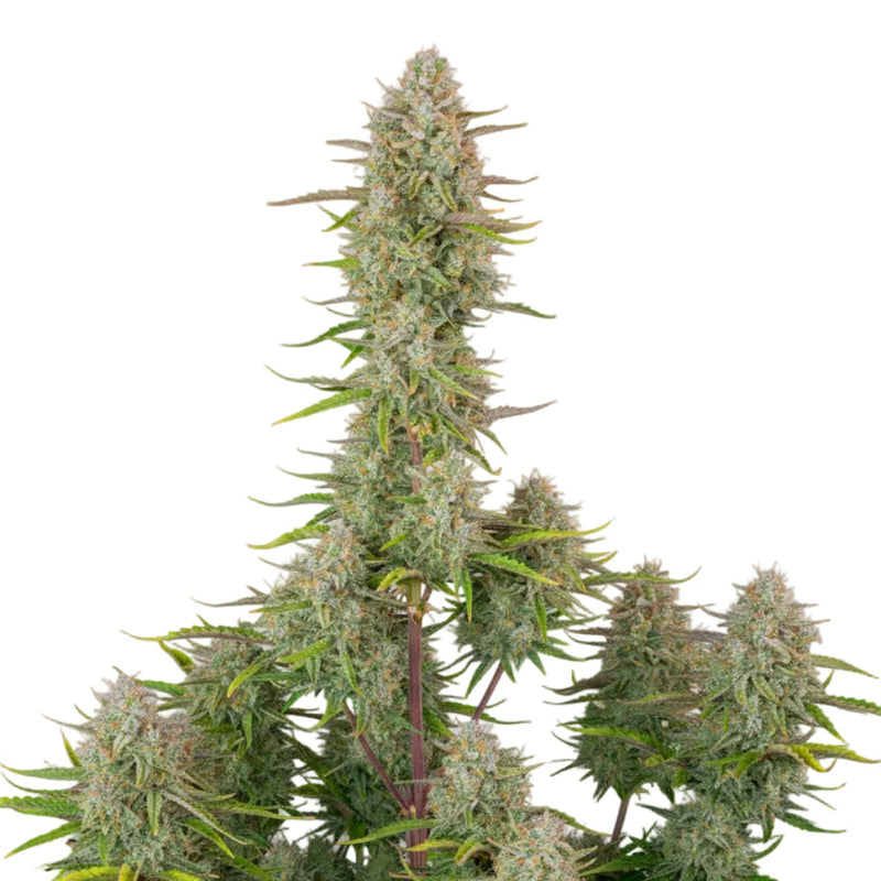 WEDDING CHEESE CAKE AUTO-1